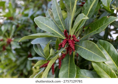 Myrica rouge